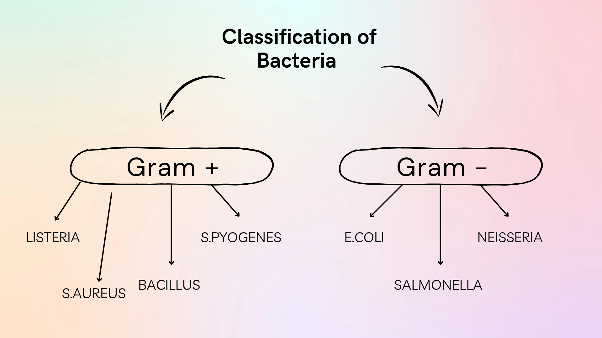 classification of Bacteria chart