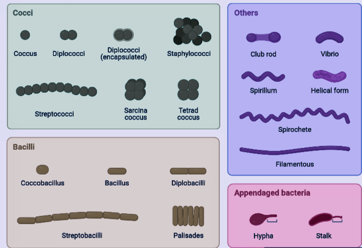 morphological classification of Bacteria with example.png