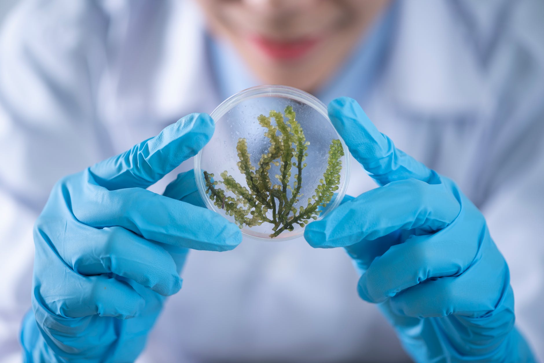 person holding container with seaweed