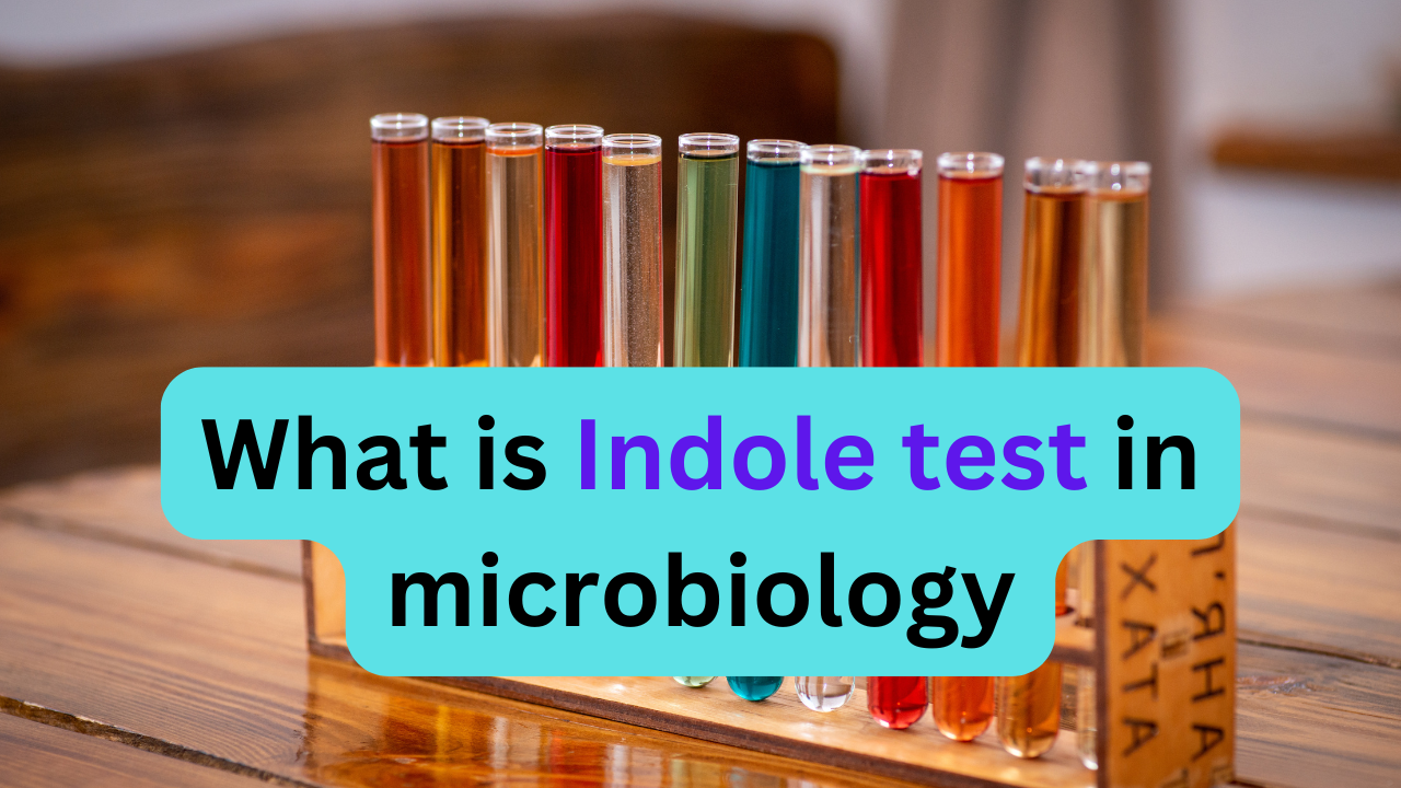 Indole test principle and procedure microbiology