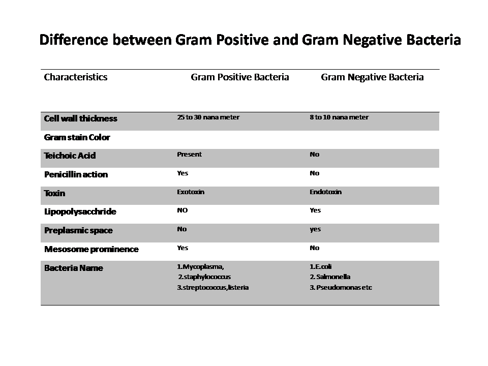 difference between gram positive and gram negative bacteria