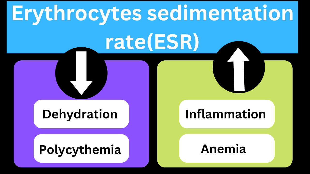 Westergren erythrocytes sedimentation rate principle procedure high and low causes