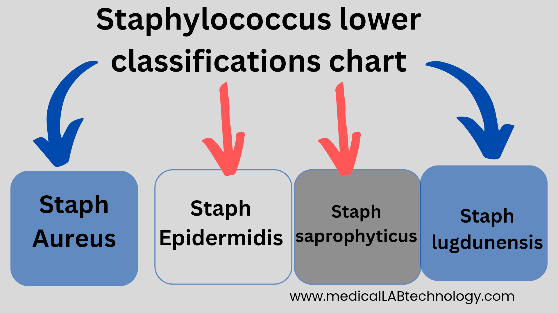 Staphylococcus lower classifications chart