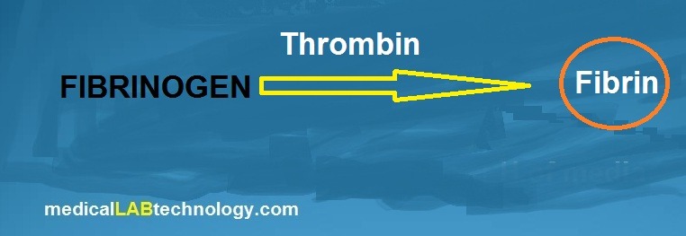 Thrombin time principle, procedure, indications