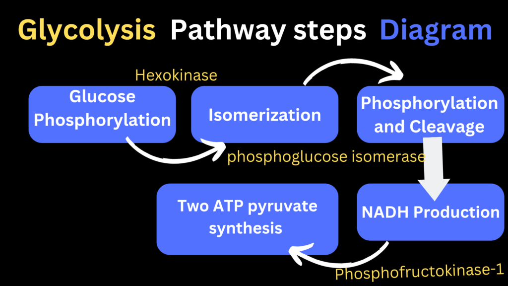 glycolysis pathway steps products diagram