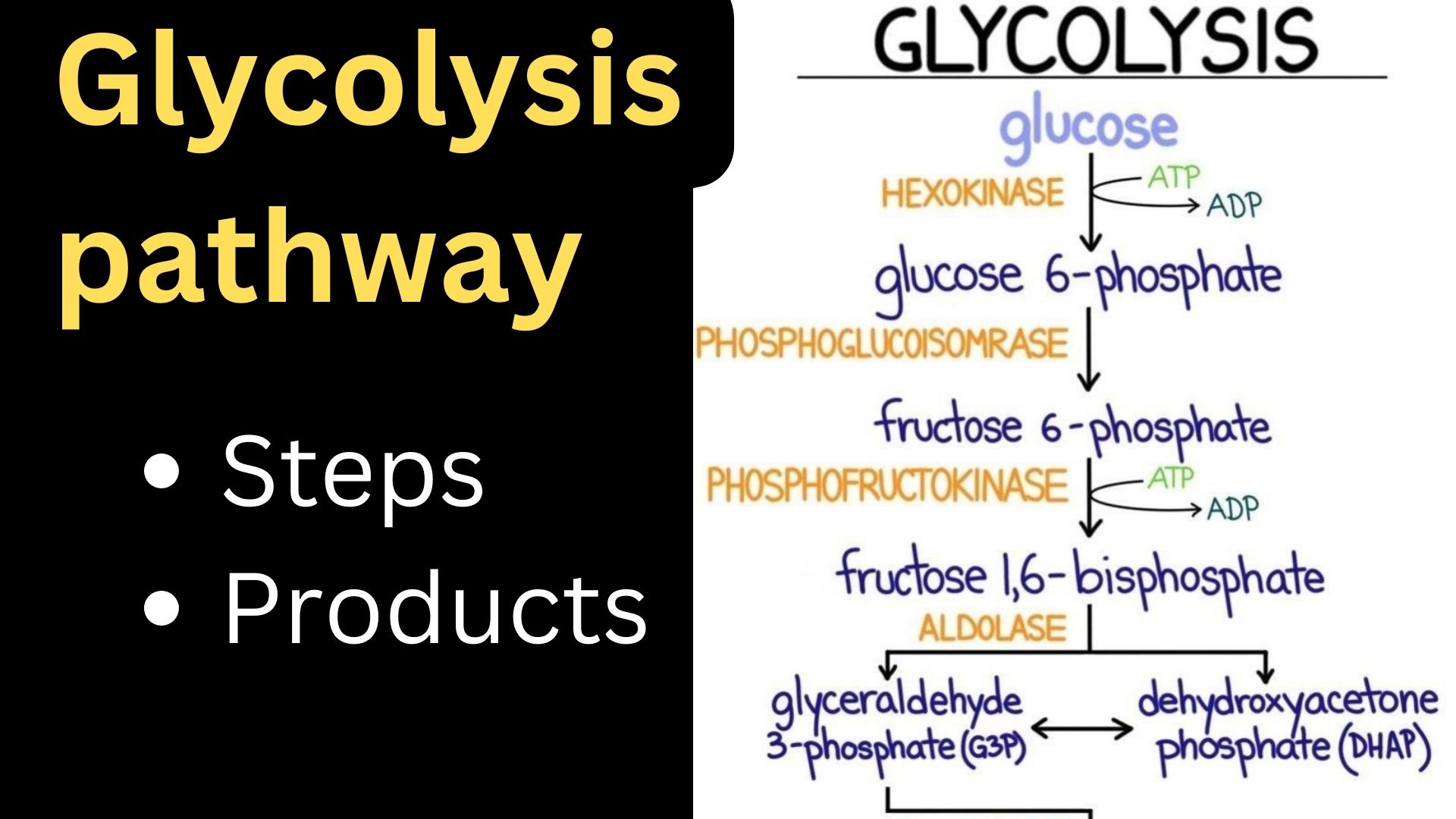 glycolysis pathway steps products diagram