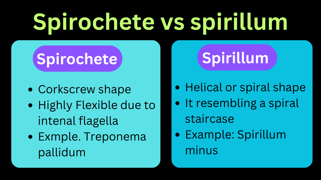 spirochete-vs-spirillum-table