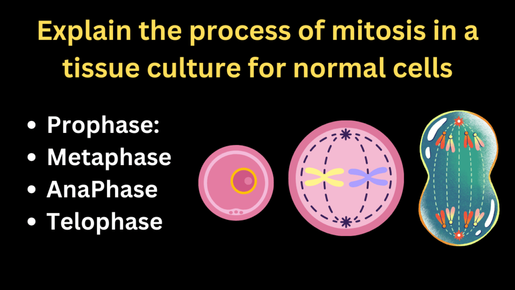 Explain the process of mitosis in a tissue culture for normal cells