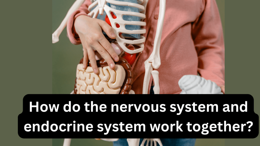 How do the nervous system and endocrine system work together