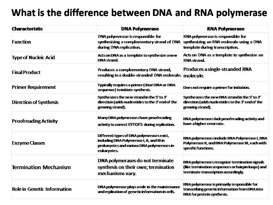 What is the difference between DNA and RNA polymerase