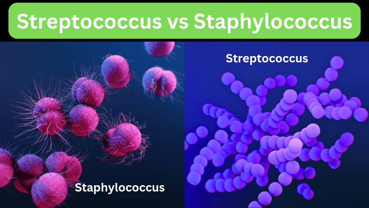 streptococcus vs staphylococcus