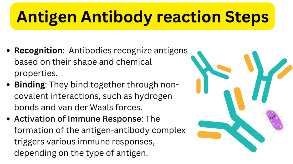 Antigen Antibody reaction steps , applications