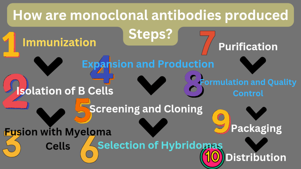 How are monoclonal antibodies produced