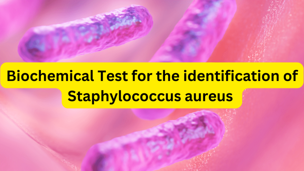 Staphylococcus aureus biochemical test