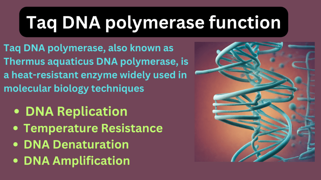 Taq DNA polymerase function