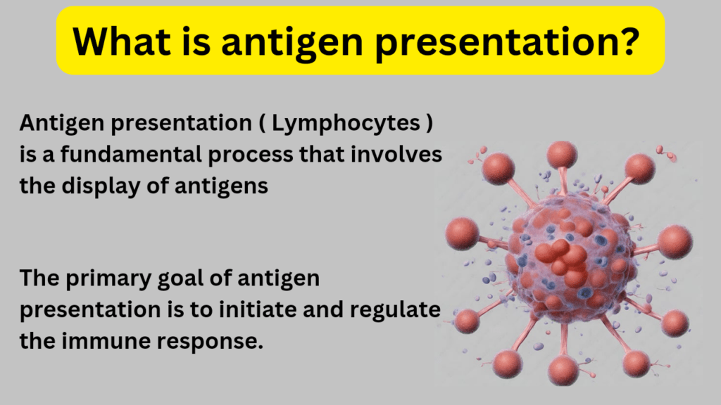 What is antigen presentation