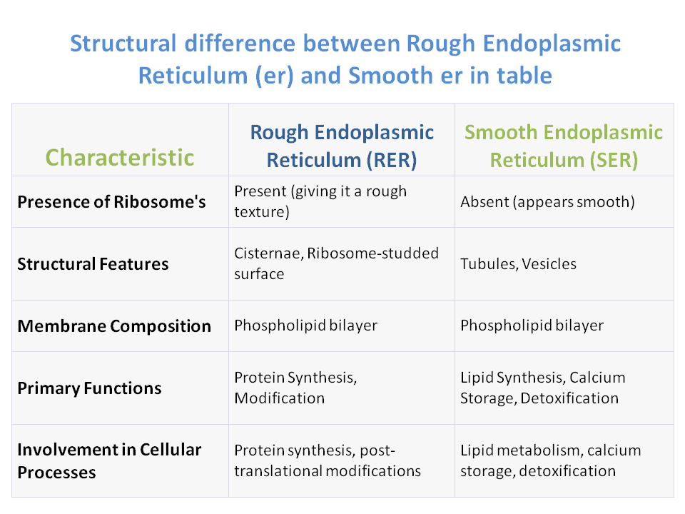 What is the structural difference between rough endoplasmic reticulum (er) and smooth er