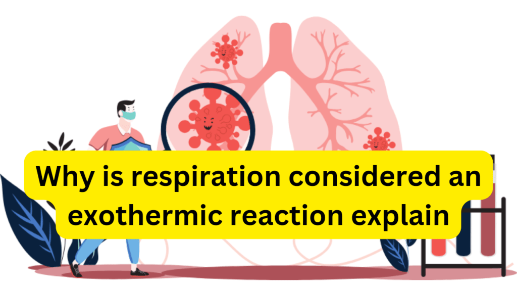 Why is respiration considered an exothermic reaction explain