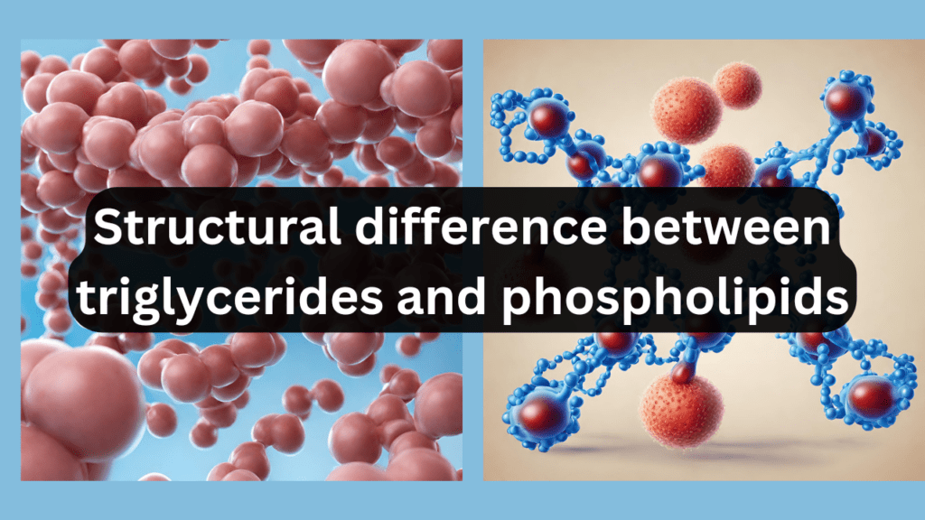 Name a structural difference between triglycerides and phospholipids