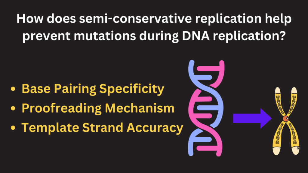 How does semi-conservative replication help prevent mutations during ...