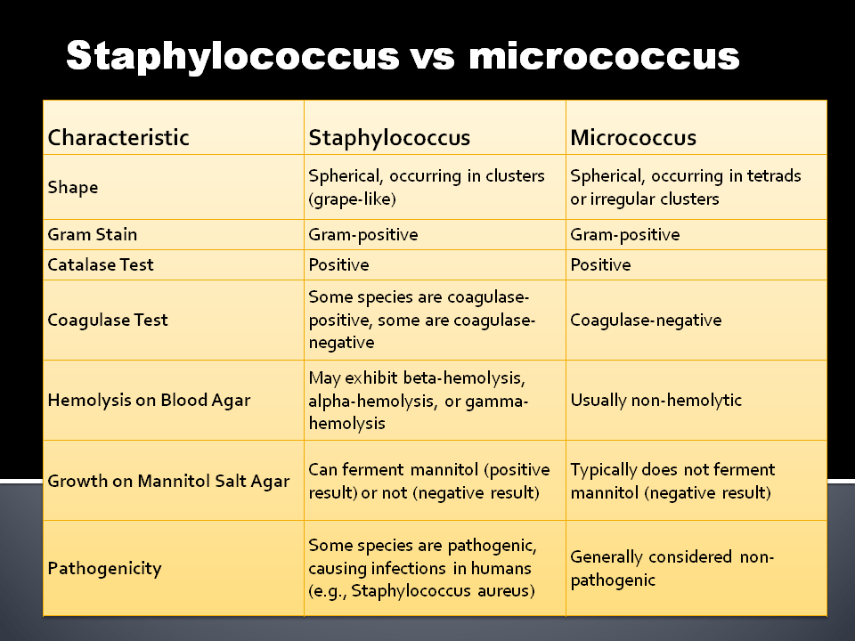 Staphylococcus vs micrococcus microbiology