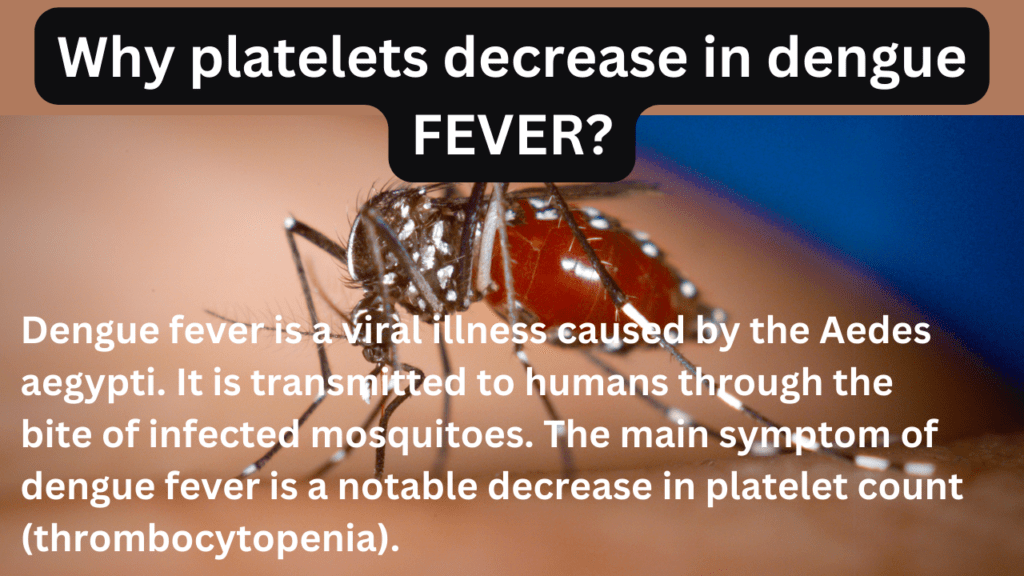 Why platelets decrease in dengue fever infection 