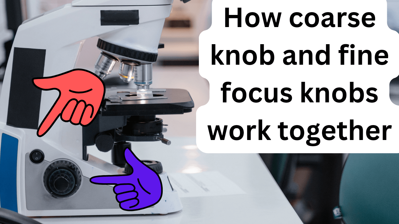 How do the coarse and fine focus knobs work on a brightfield microscope?