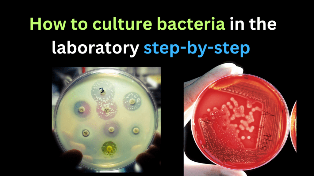 How to culture bacteria in the laboratory