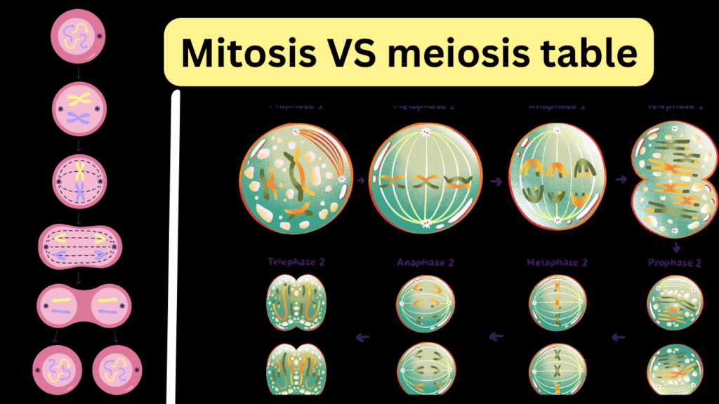 Difference between mitosis and meiosis table