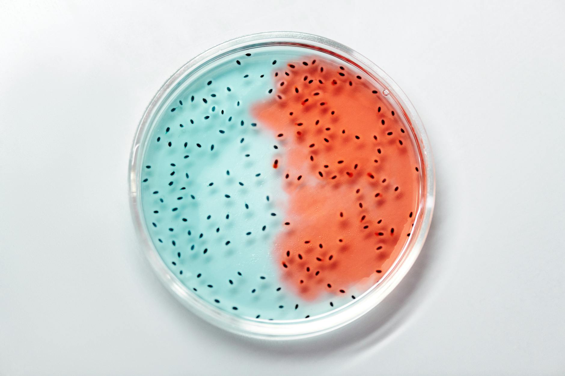 liquid on petri dish