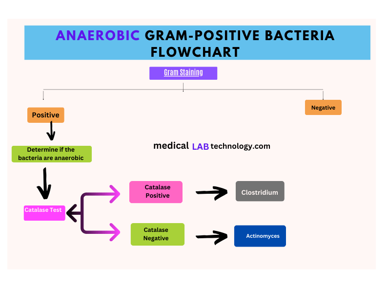 Anaerobic Gram-Positive bacteria flowchart