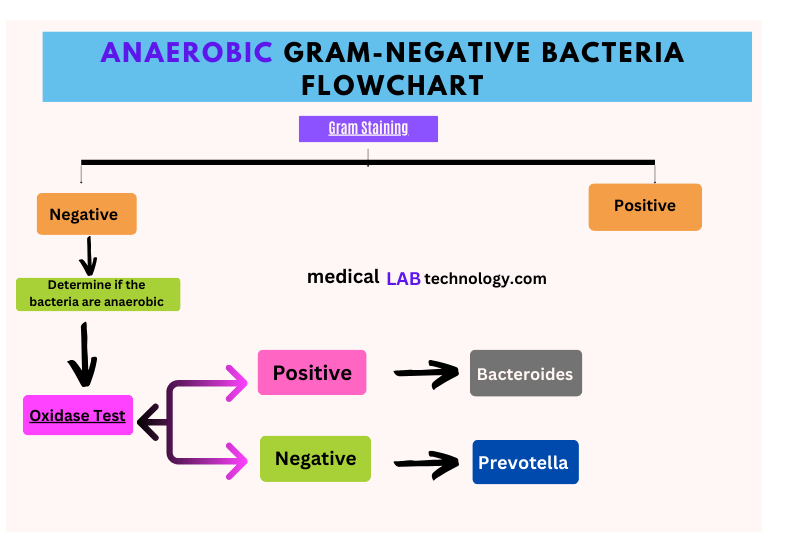 Anaerobic Gram-Negative bacteria flowchart