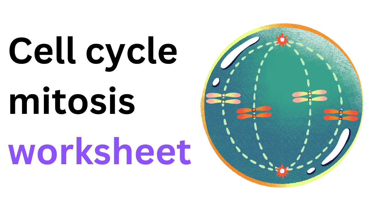 Cell cycle mitosis worksheet