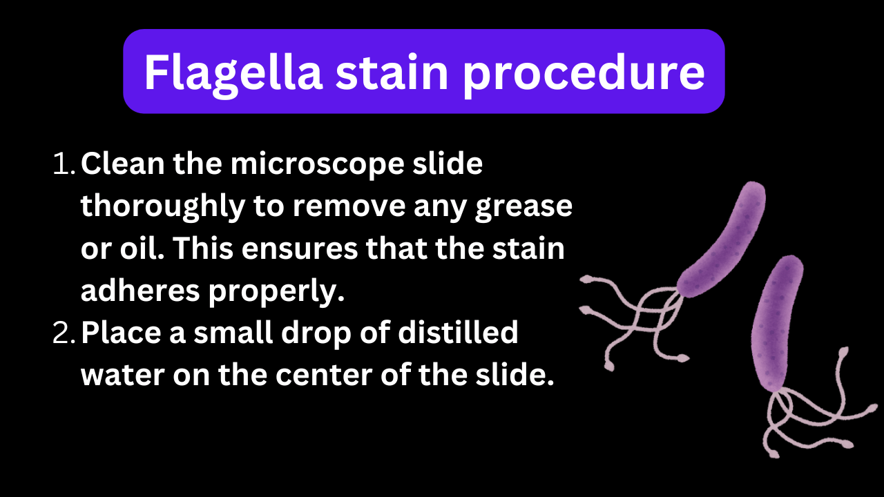 Flagella stain procedure