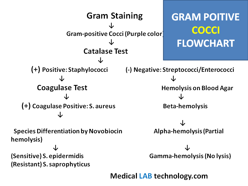 GRAM POITIVE COCCI FLOWCHART