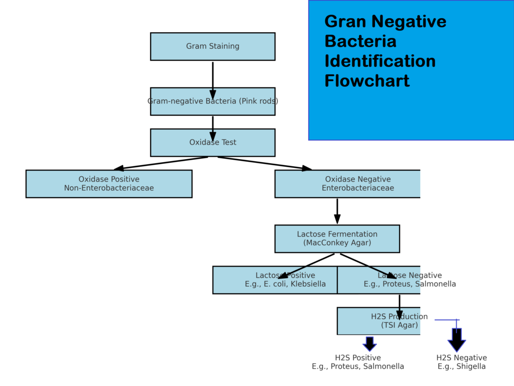 Identification gram negative bacteria flowchart