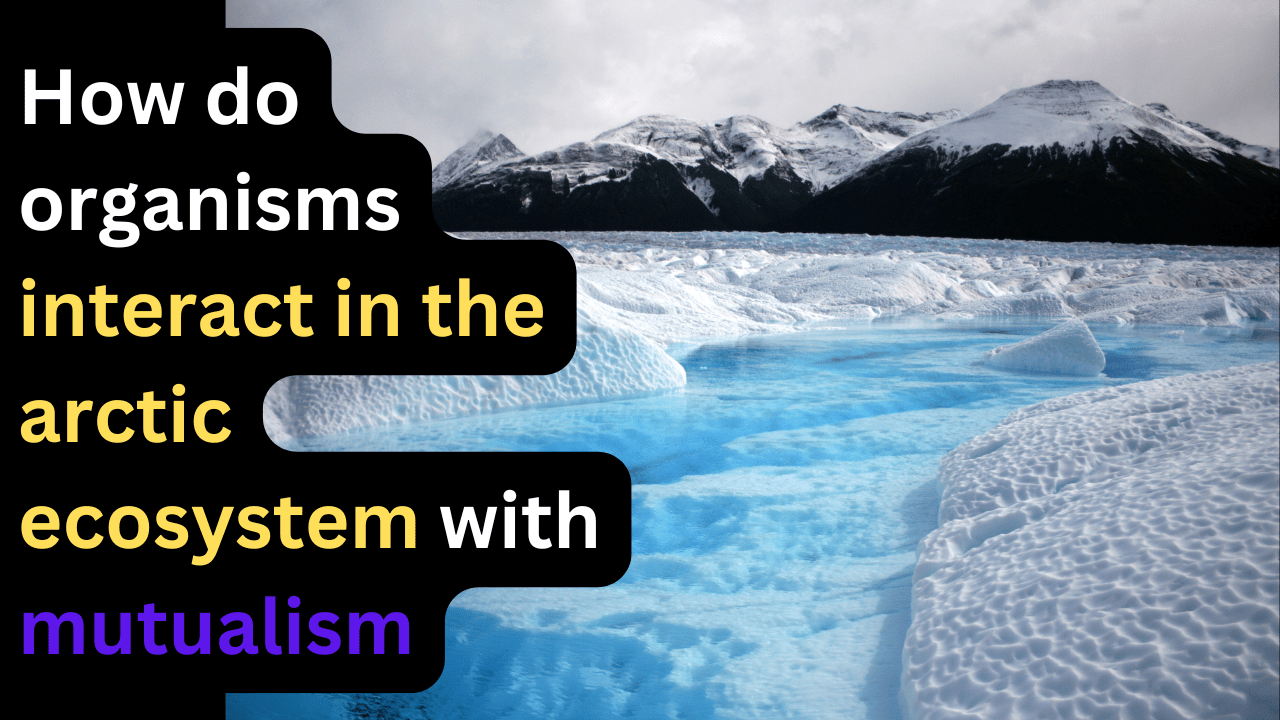 How do organisms interact in the arctic ecosystem with mutualism