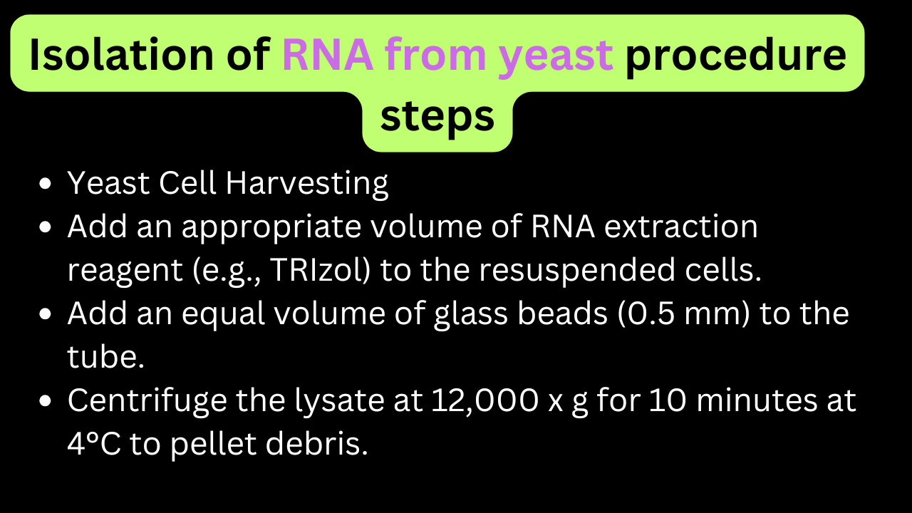 Isolation of rna from yeast procedure steps