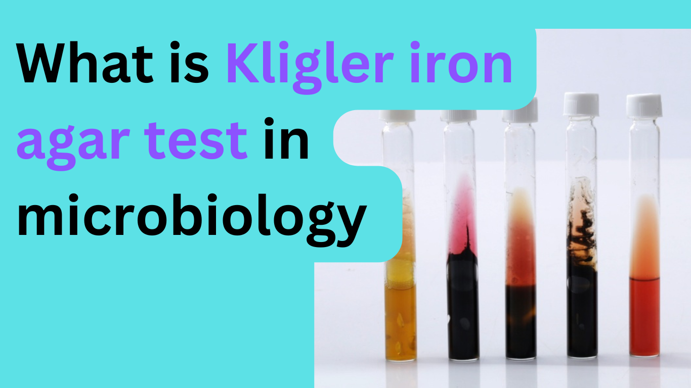 Kligleir Iron Agar Test Microbiology