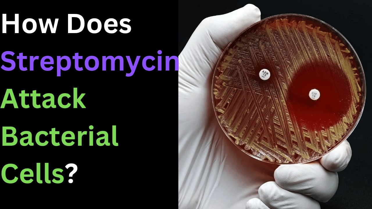 How Does Streptomycin Attack Bacterial Cells