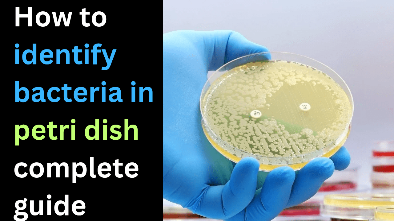 How to identify bacteria in petri dish complete guide