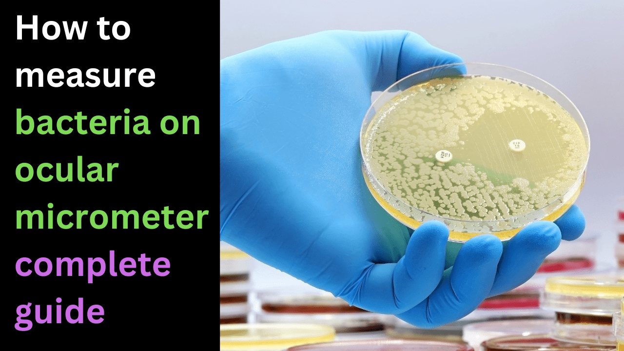 How to measure bacteria on ocular micrometer complete guide