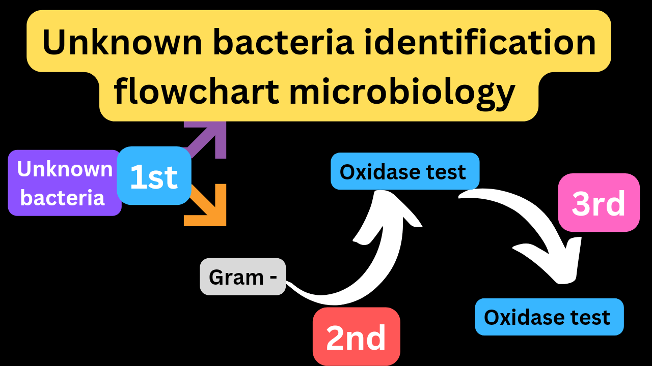 Unknown bacteria identification flowchart gram negative