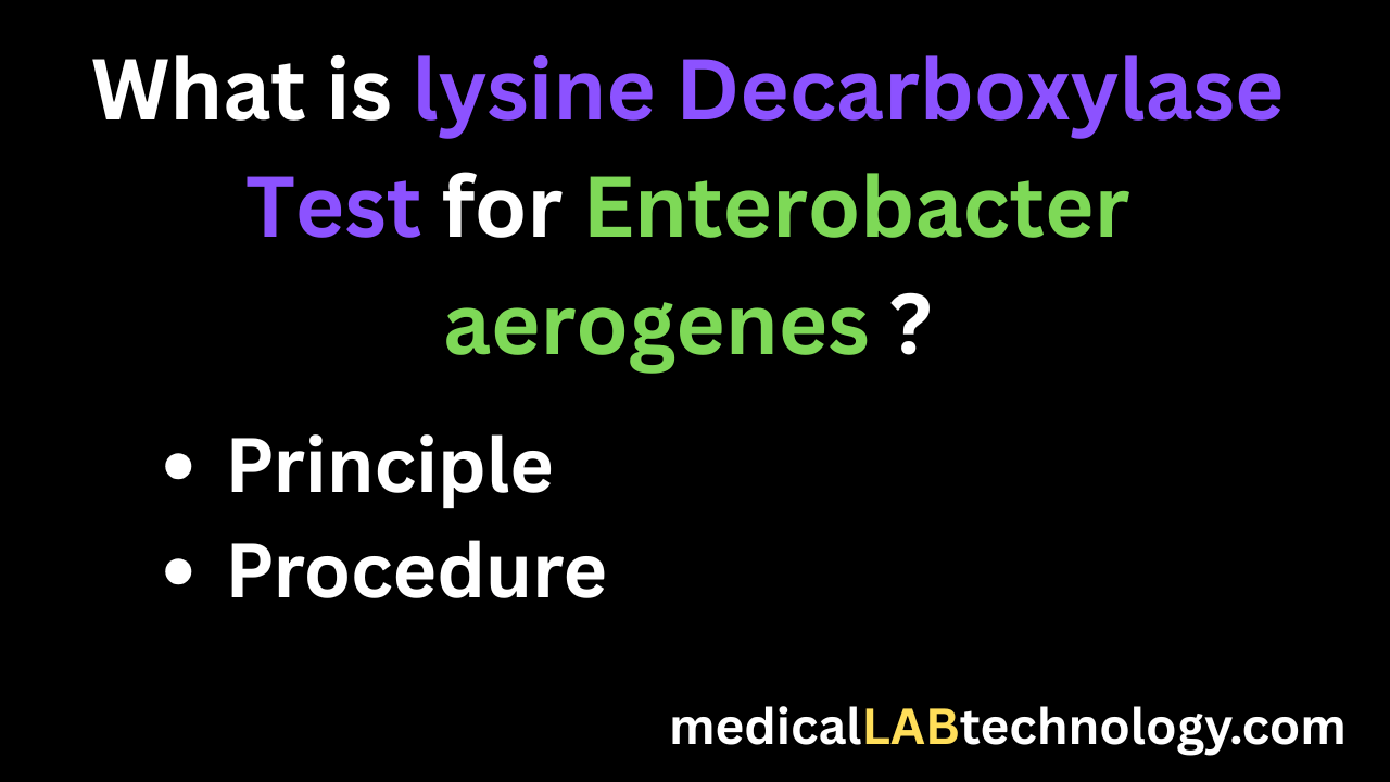 Lysine Decarboxylase Test for Enterobacter aerogenes