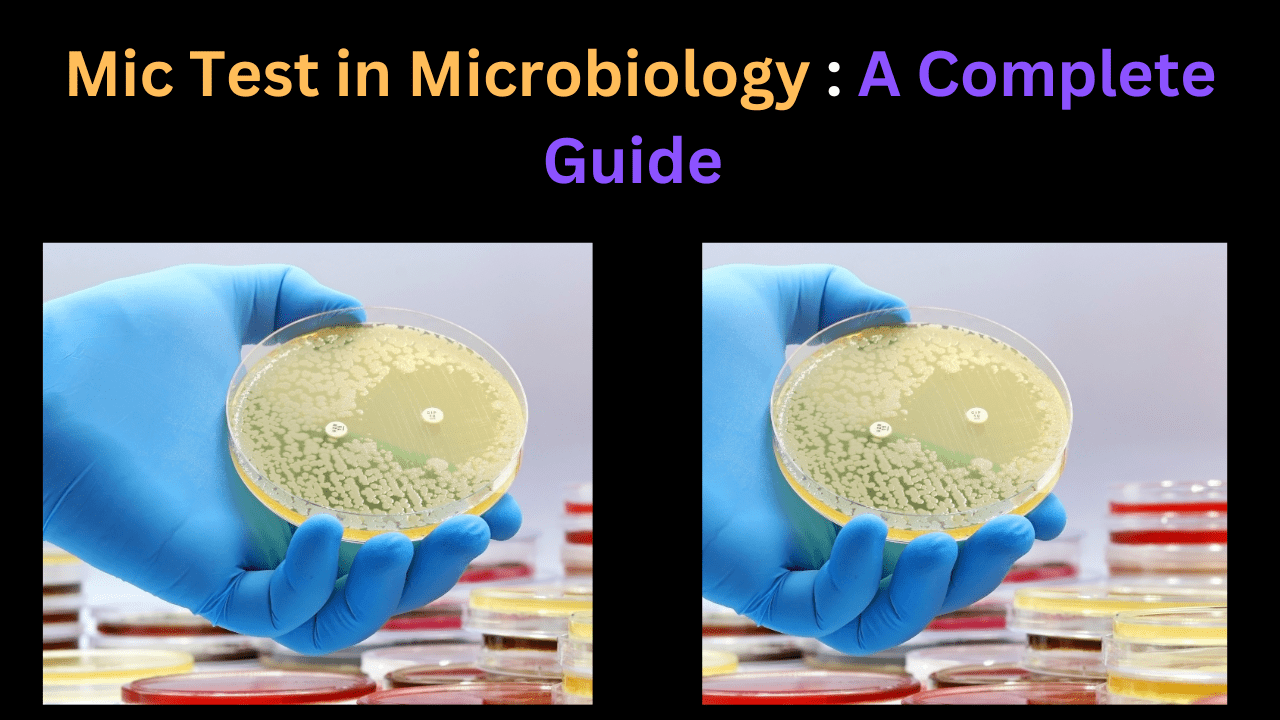 what is Mic Test in Microbiology A Complete Guide to Minimum Inhibitory Concentration Testing