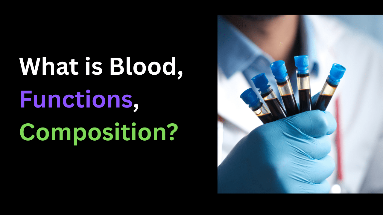 blood function composition in body